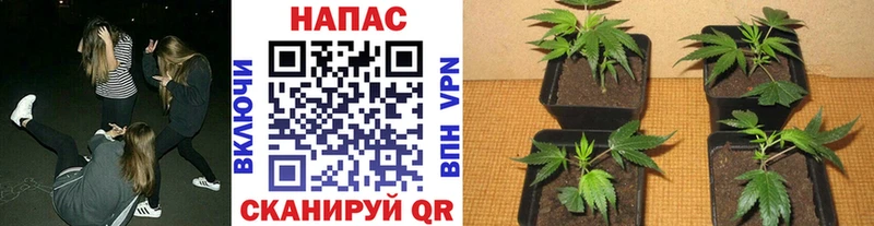 Бошки марихуана индика  Купить закладки  Лихославль 